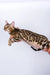 Bengal kitten Jun with unique spotted and striped fur pattern looking cute