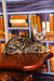 Tabby cat chilling on wood near bookshelves with Jun Bengal Kitten vibes