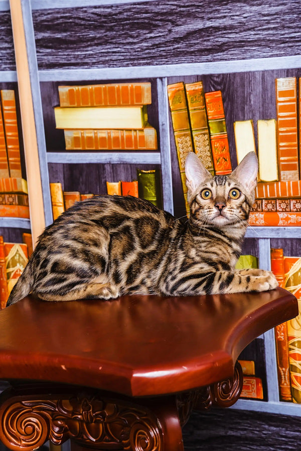 Tabby cat chilling on wood near bookshelves with Jun Bengal Kitten vibes