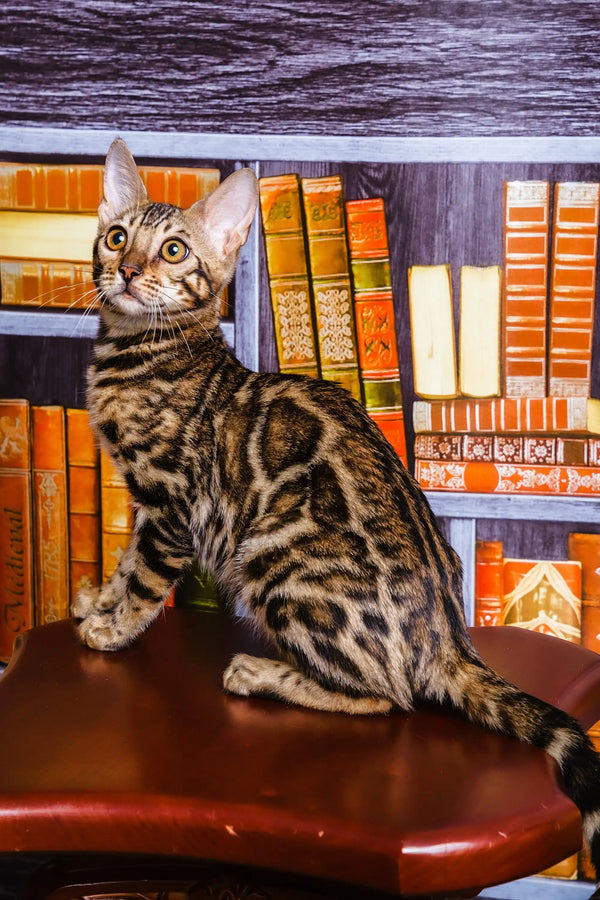 Jun Bengal Kitten sitting on desk with bookshelves in the background