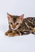 Jun Bengal Kitten lounging with a striking striped and spotted coat