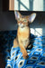 Abyssinian kitten with big ears from Jungo, perfect for feline lovers