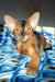 Abyssinian kitten with large ears from Jungo, perfect for cat lovers!