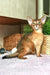 Cute Abyssinian cat with big ears, featured in the Jungo Abyssinian Kitten product