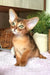 Abyssinian kitten with big ears from Jungo, super cute and playful pet option!