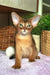 Cute Abyssinian kitten with big ears in the Jungo product lineup