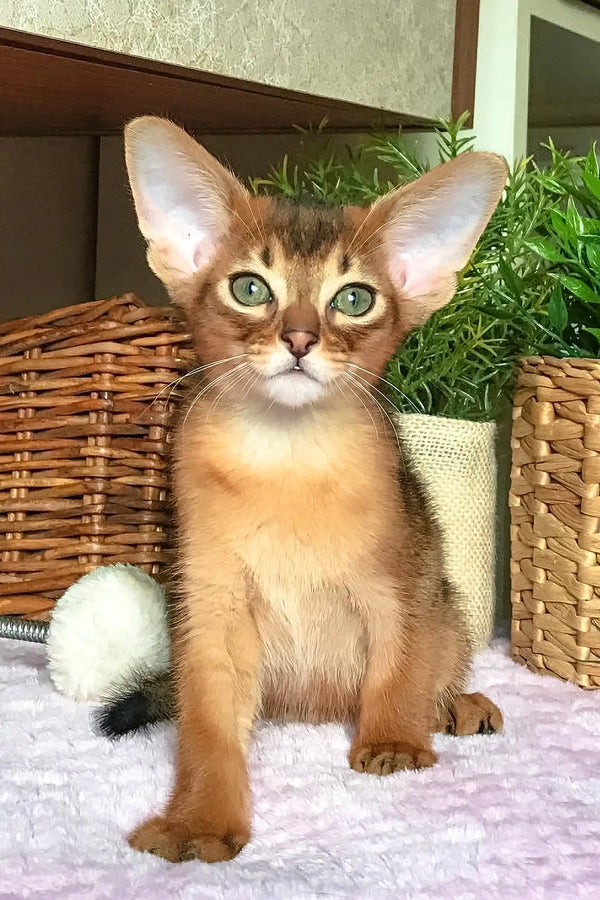 Cute Abyssinian kitten with large ears featured in Jungo product