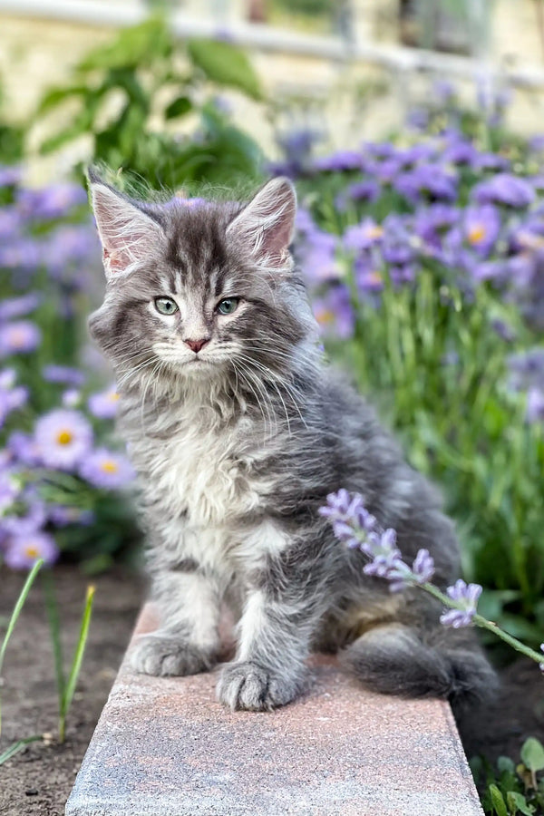 Fluffy gray tabby Junior Maine Coon kitten sitting on a stone surface