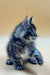 Fluffy gray tabby Maine Coon kitten with alert ears and curious sideways gaze