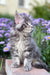 Fluffy gray tabby Junior Maine Coon kitten sitting alert and ready for playtime