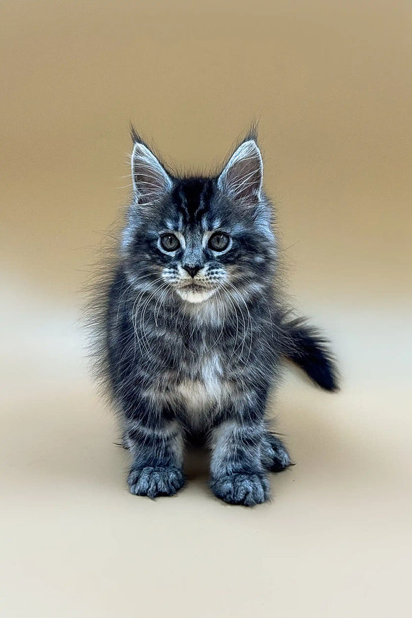 Cute gray and white Maine Coon kitten with bright blue eyes looking playful