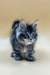 Fluffy gray Maine Coon kitten with bright eyes and perky ears looking super cute