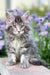 Fluffy gray and white Junior Maine Coon kitten with alert green eyes