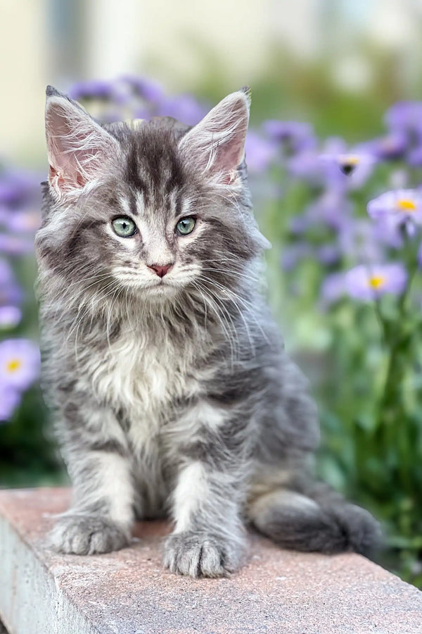 Fluffy gray and white Junior Maine Coon kitten with alert green eyes