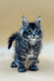 Cute gray and black striped Maine Coon kitten with fluffy fur and big ears