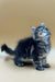 Fluffy gray tabby Maine Coon kitten looking up with curiosity and cuteness