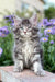 Gray and white fluffy Junior Maine Coon kitten with bright eyes ready for adoption