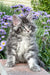 Fluffy gray and white Junior Maine Coon kitten with long fur ready for cuddles