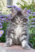 Fluffy Junior Maine Coon kitten chilling in purple flowers, perfect for any cat lover