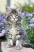 Fluffy gray tabby Junior Maine Coon kitten with alert eyes and perky ears