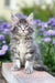 Fluffy gray tabby Junior Maine Coon kitten with alert green eyes looking cute