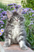 Fluffy gray and white Junior Maine Coon kitten sitting in vibrant purple flowers