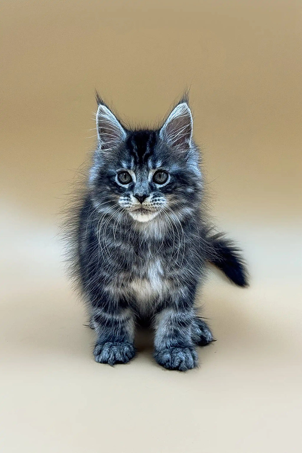 Maine Coon Kittens for Sale Junior | Kitten