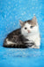 Junona | munchkin kitten