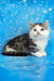 Junona | munchkin kitten