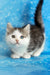 Junona | munchkin kitten
