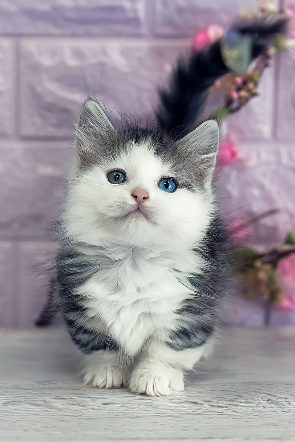 Junona | munchkin kitten
