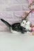 Junona | munchkin kitten