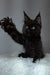 Black Maine Coon kitten named Justin with one paw raised, adorable coon kitten pose