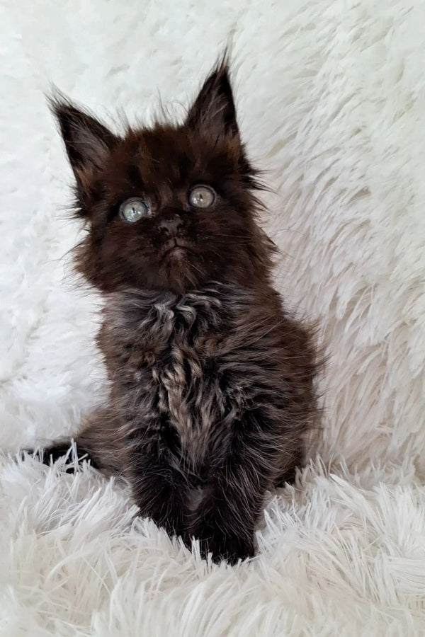 Fluffy Maine Coon kitten with bright eyes sitting on a white surface