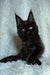 Black Maine Coon kitten with bright yellow-green eyes and pointed ears