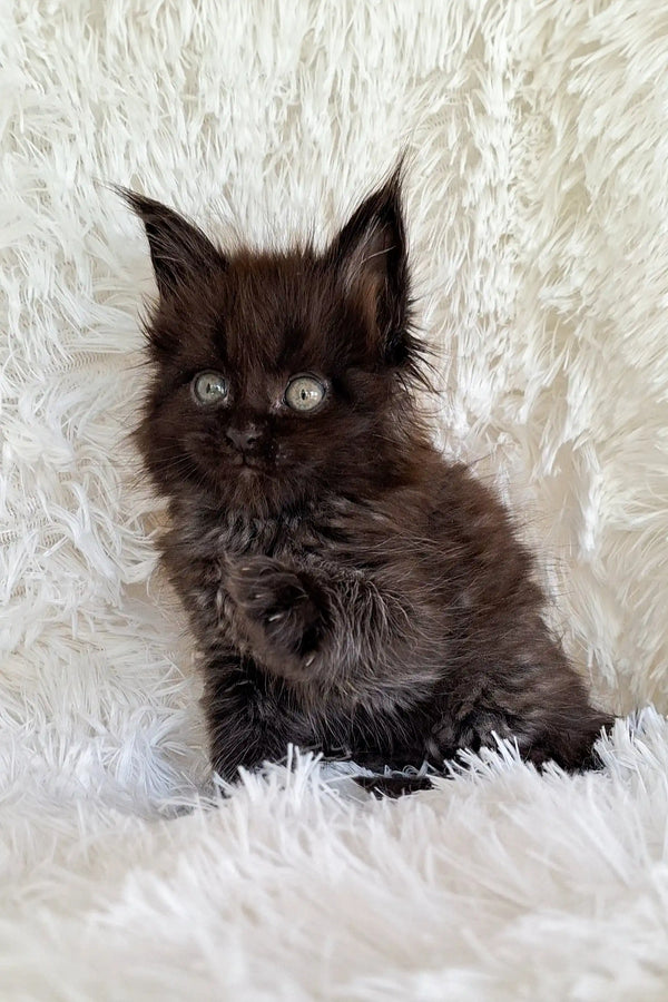 Fluffy black Maine Coon kitten Justin with bright eyes looking adorable and playful