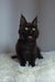 Black Maine Coon kitten with pointed ears sitting on fluffy white surface