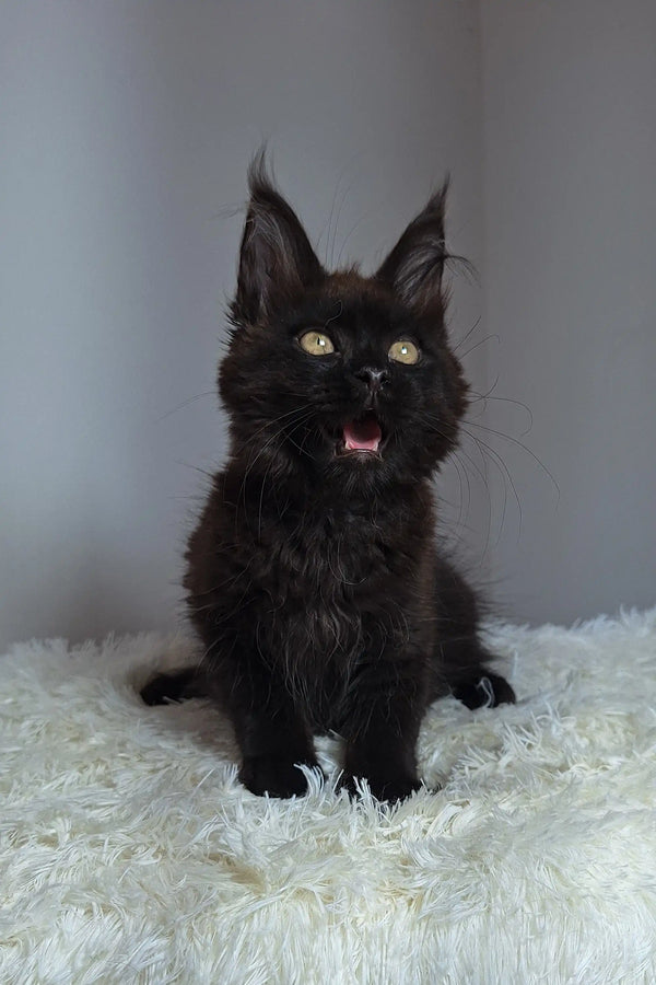 Black Maine Coon kitten with pointed ears sitting on fluffy white surface