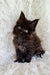 Fluffy black Maine Coon kitten with bright eyes on a cozy white surface