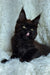 Cute Black Maine Coon kitten Justin with tongue sticking out, playful and fun