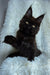 Black Maine Coon kitten Justin with fluffy fur and cute ear tufts, the perfect coon kitten