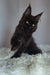 Black Maine Coon kitten with tufted ears sitting on soft white surface