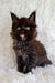 Fluffy Maine Coon kitten Justin with bright eyes and an open mouth, super adorable!