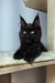 Black Maine Coon kitten with ear tufts and bright eyes, named Justin