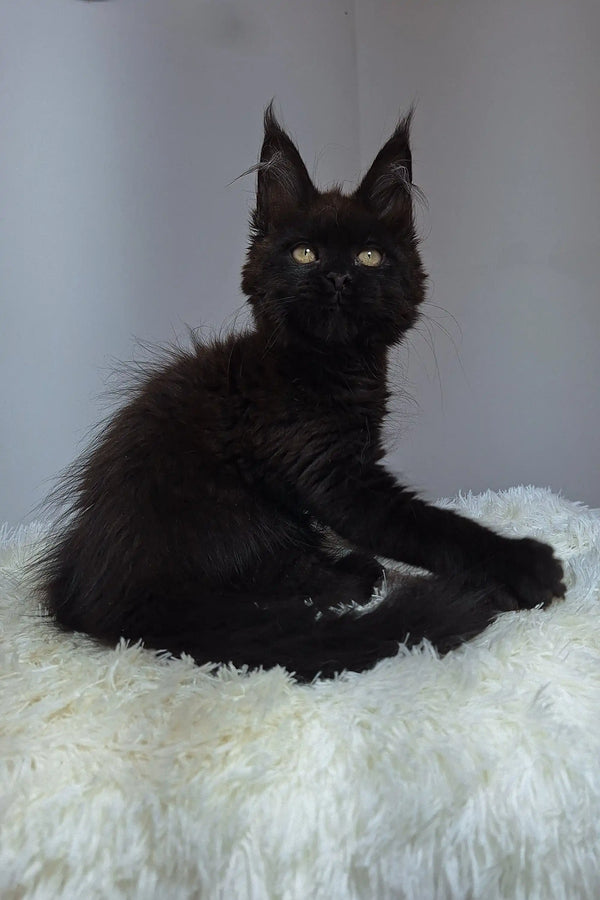 Black Maine Coon kitten named Justin with yellow eyes and cute ear tufts