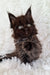 Fluffy dark brown Maine Coon kitten with bright eyes in Justin’s product display