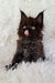 Black Maine Coon kitten Justin sticking out his tongue, adorable and playful