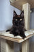 Black Maine Coon kitten lounging on a cat tree platform from Justin | Maine Coon Kitten