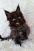 Fluffy black Maine Coon kitten Justin with tongue out, super cute and playful