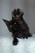 Black Maine Coon kitten with one paw raised, perfect for any cat lover